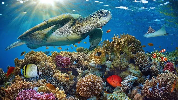 寄宿日记漫画画免费读漫画免费阅读 - 深蓝星球获奖纪录片海报
